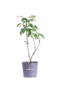 Mahonia Aquifolium v15 egarden.store online