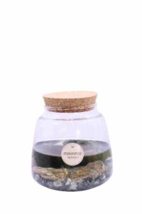 Marimo Rock v12 egarden.store online