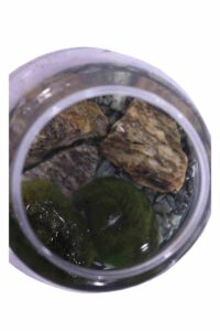 Marimo Rock v12 egarden.store online
