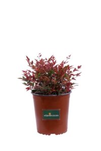 Nandina Domestica Obsessed Seika v.17 egarden.store online