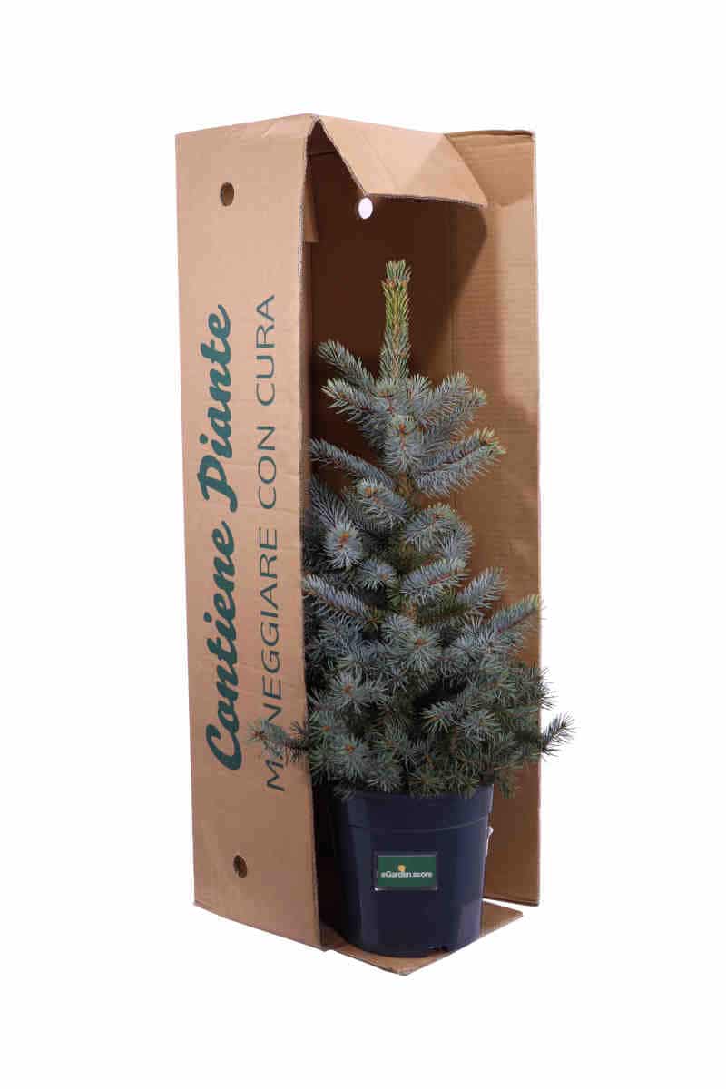 Picea Pungens Blue v24 egarden.store online