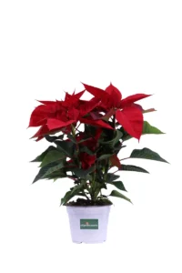 Poinsettia Rossa v14 egarden.store online