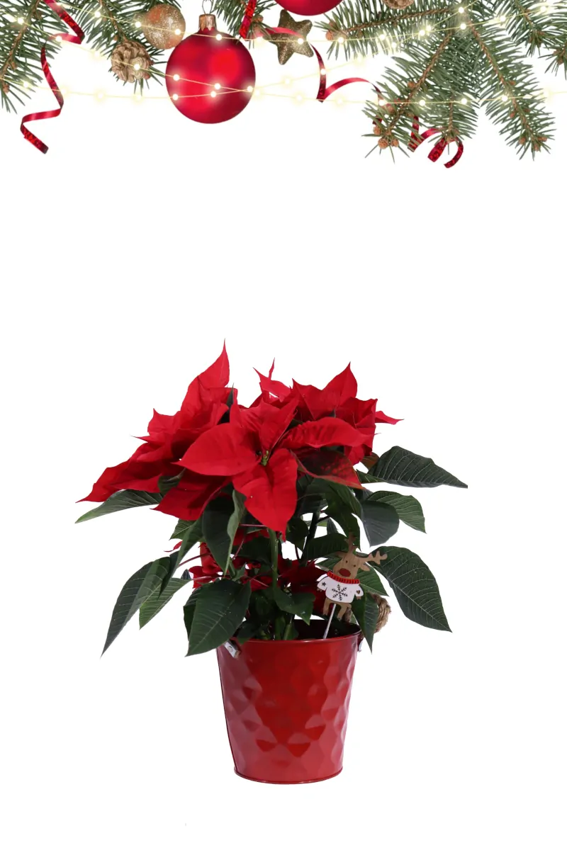 Stella di Natale - Poinsettia Rossa Small