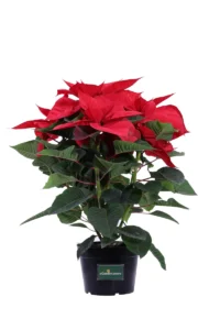 Poinsettia Rossa v17 egarden.store online