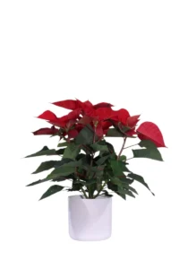 Poinsettia v14 soft round v16 egarden.store online