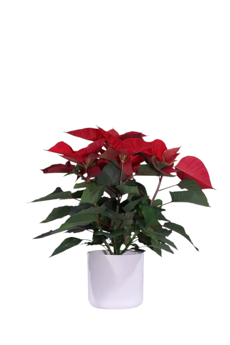 Poinsettia v14 soft round v16 egarden.store online