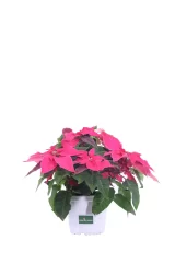 Princettia fucsia v14 egarden.store online