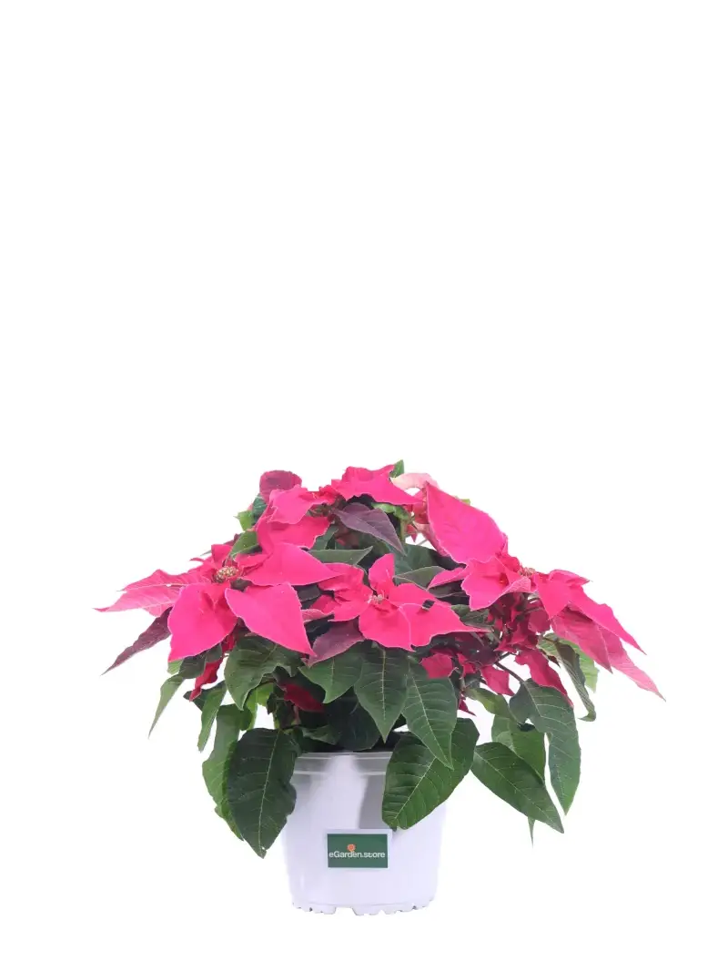 Princettia fucsia v14 egarden.store online