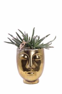 Rhipsalis Pilocarpa Head v10 egarden.store online