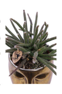 Composizione Succulente Head Medium