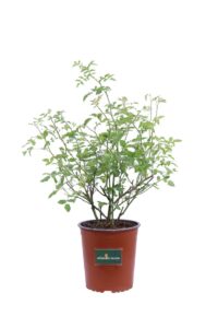 Rosa Canina v.19 egarden.store 1 Rosa Canina v.19 egarden.store online