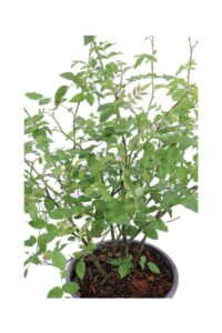 Rosa Canina v.19 egarden.store 4 Rosa Canina v.19 egarden.store online