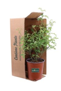 Rosa Canina v.19 egarden.store 5 Rosa Canina