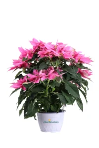 Stella di Natale - Princettia Rosa v17 egarden.store online
