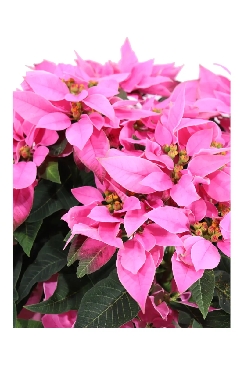 Stella di Natale - Princettia Rosa Medium