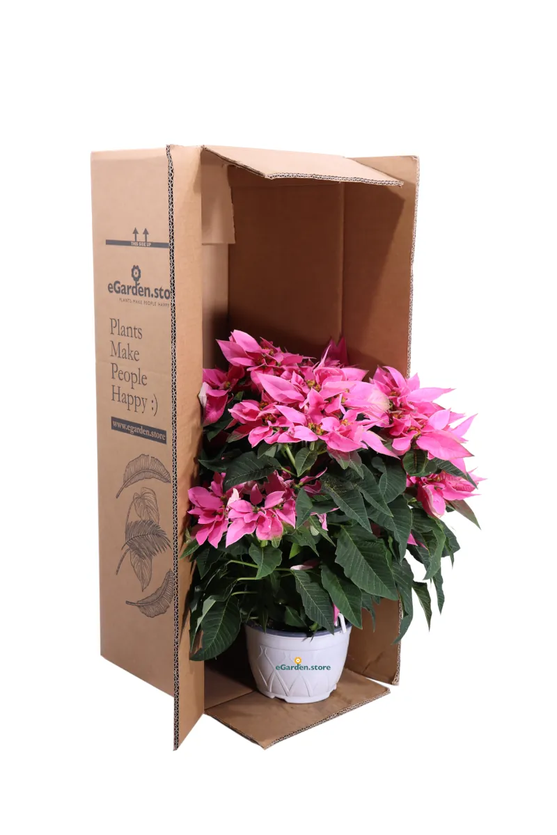 Stella di Natale - Princettia Rosa v17 egarden.store online