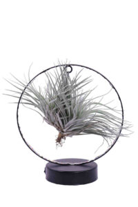 Tillandsia Albida Black Led egarden.store online