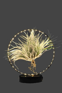 Tillandsia Albida Black Led egarden.store online