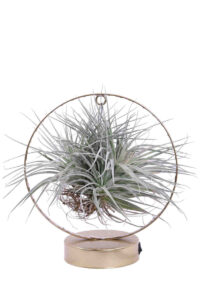 Tillandsia Albida Gold Led egarden.store online