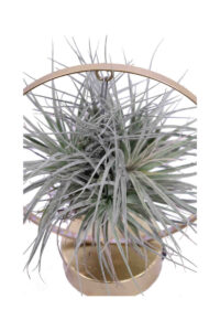 Tillandsia Albida Gold Led egarden.store online