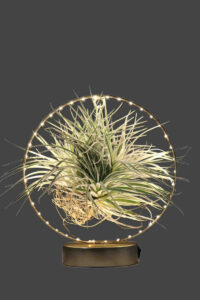 Tillandsia Albida Gold Led egarden.store online