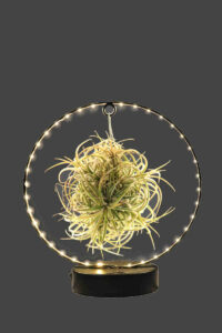 Tillandsia Cyanea Led egarden.store online