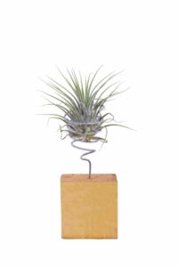 Tillandsia Cyanea Wood egarden.store online