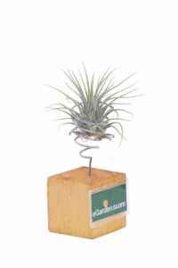 Tillandsia Cyanea Wood egarden.store online