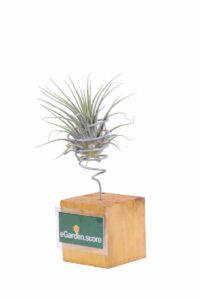 Tillandsia Cyanea Wood egarden.store online