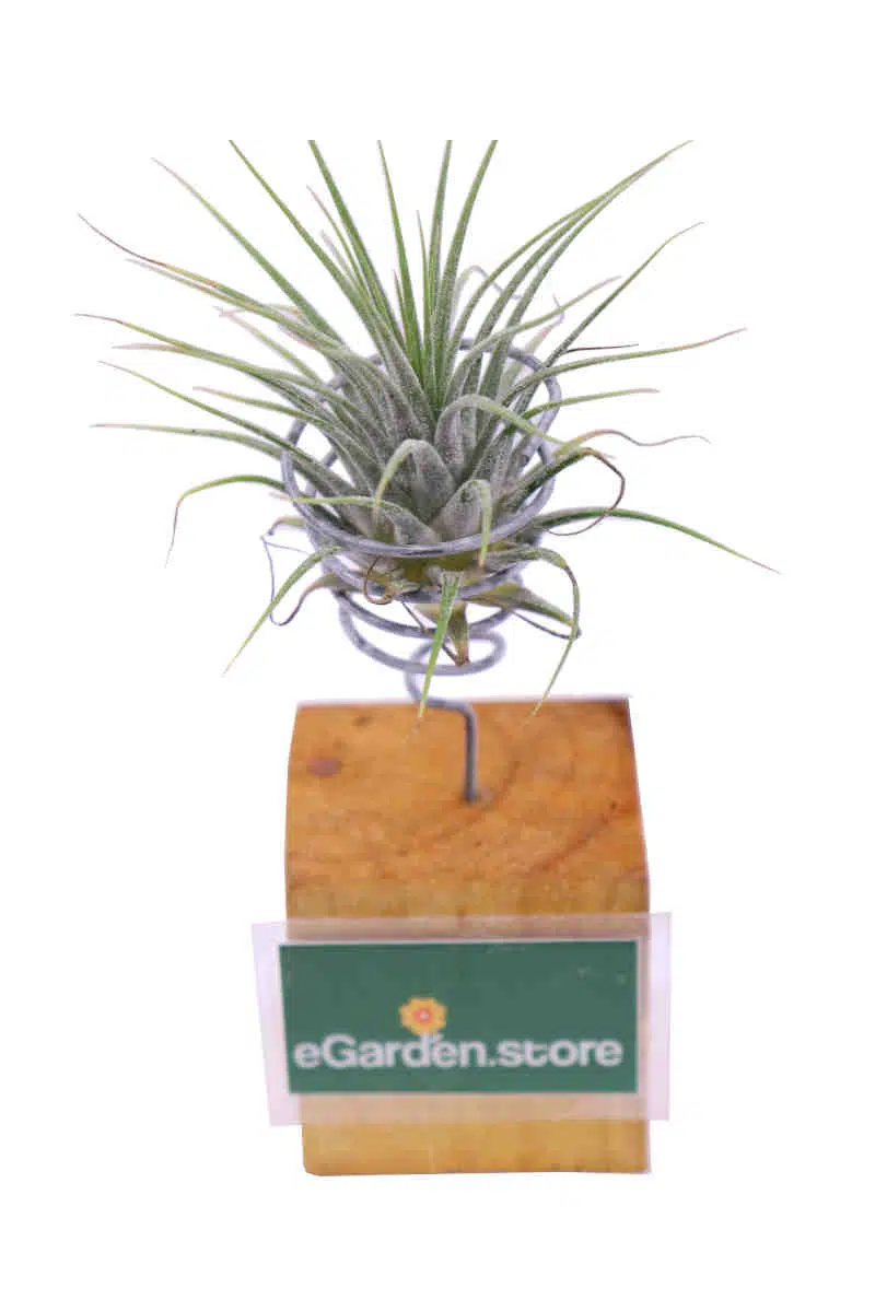 Tillandsia Cyanea Wood egarden.store online