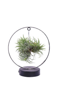 Tillandsia Ionantha Led egarden.store online