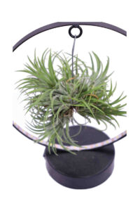 Tillandsia Ionantha Led egarden.store online