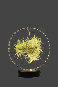 Tillandsia Ionantha Led egarden.store online