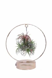 Tillandsia Ionantha Red Led egarden.store online