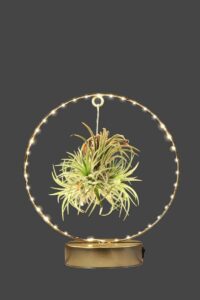 Tillandsia Ionantha Red Led egarden.store online
