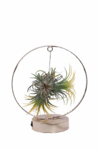 Tillandsia Ionantha Yellow Led egarden.store online
