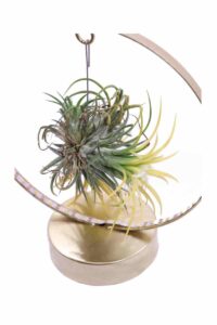 Tillandsia Ionantha Yellow Led egarden.store online