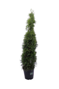 Tuia v24 egarden.store 2 Tuia v24 egarden.store online