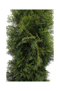 Tuia v24 egarden.store 4 Tuia v24 egarden.store online