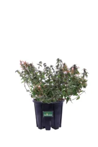 Abelia Grandiflora Compacta v18 egarden.store online