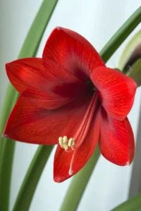 Amaryllis Royal Red v12 egarden.store online