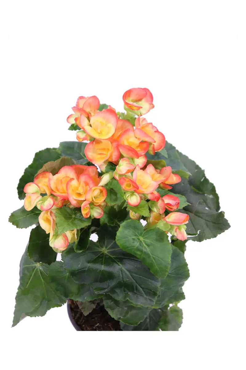 Begonia Elatior Arancione v14 egarden.store online