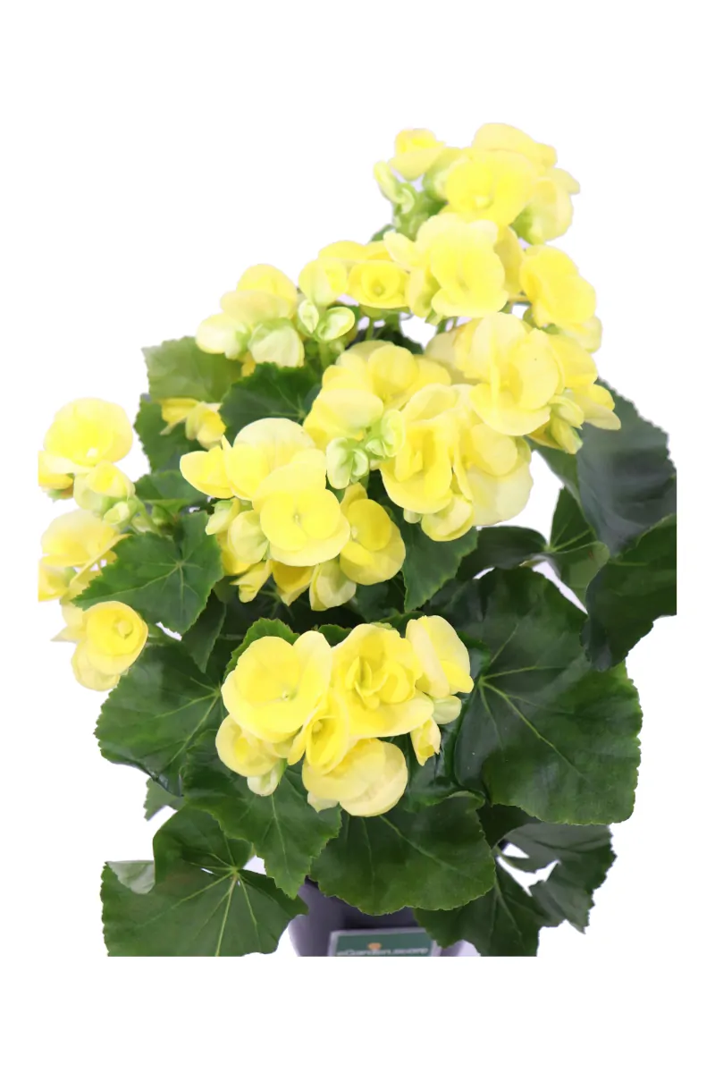 Begonia Elatior Gialla v14 egarden.store online