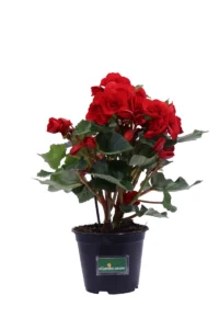 Begonia Elatior Rossa v14 egarden.store online