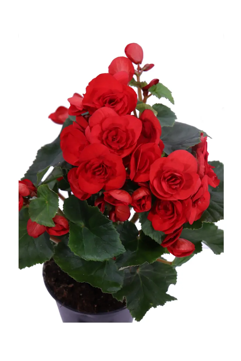 Begonia Elatior Rossa v14 egarden.store online