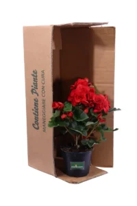Begonia Elatior Rossa v14 egarden.store online
