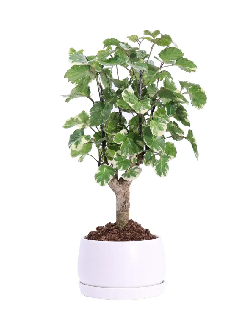 Bonsai Polyscias Scutellaria Variegata v14 egarden.store online