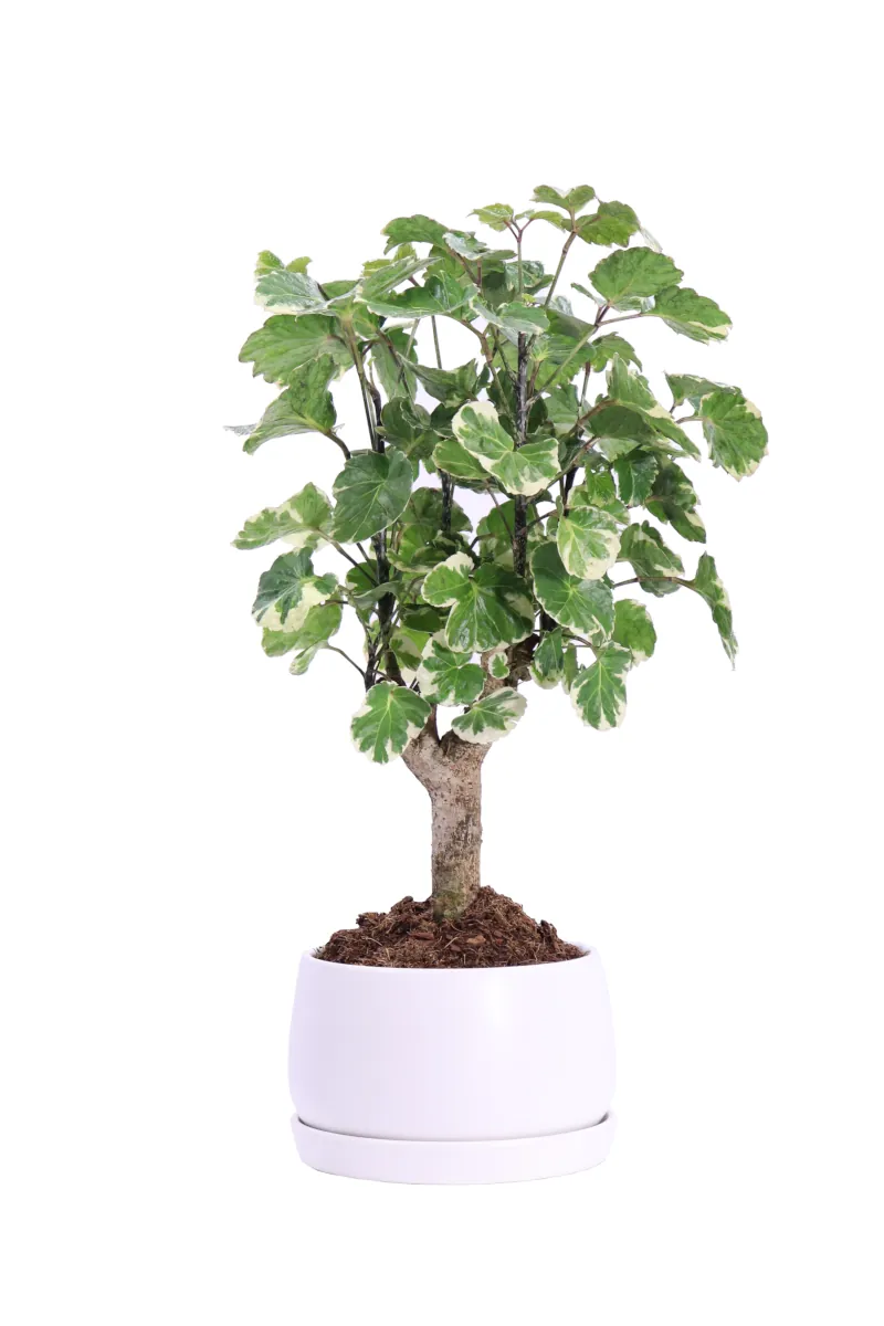 Bonsai Polyscias Scutellaria Variegata v14 egarden.store online