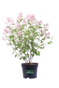 Ceanoto - Ceanothus Marie Simon v17 egarden.store online