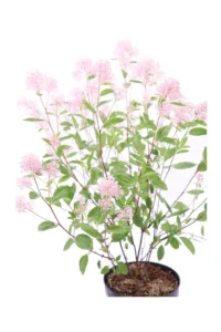 Ceanoto - Ceanothus Marie Simon v17 egarden.store online